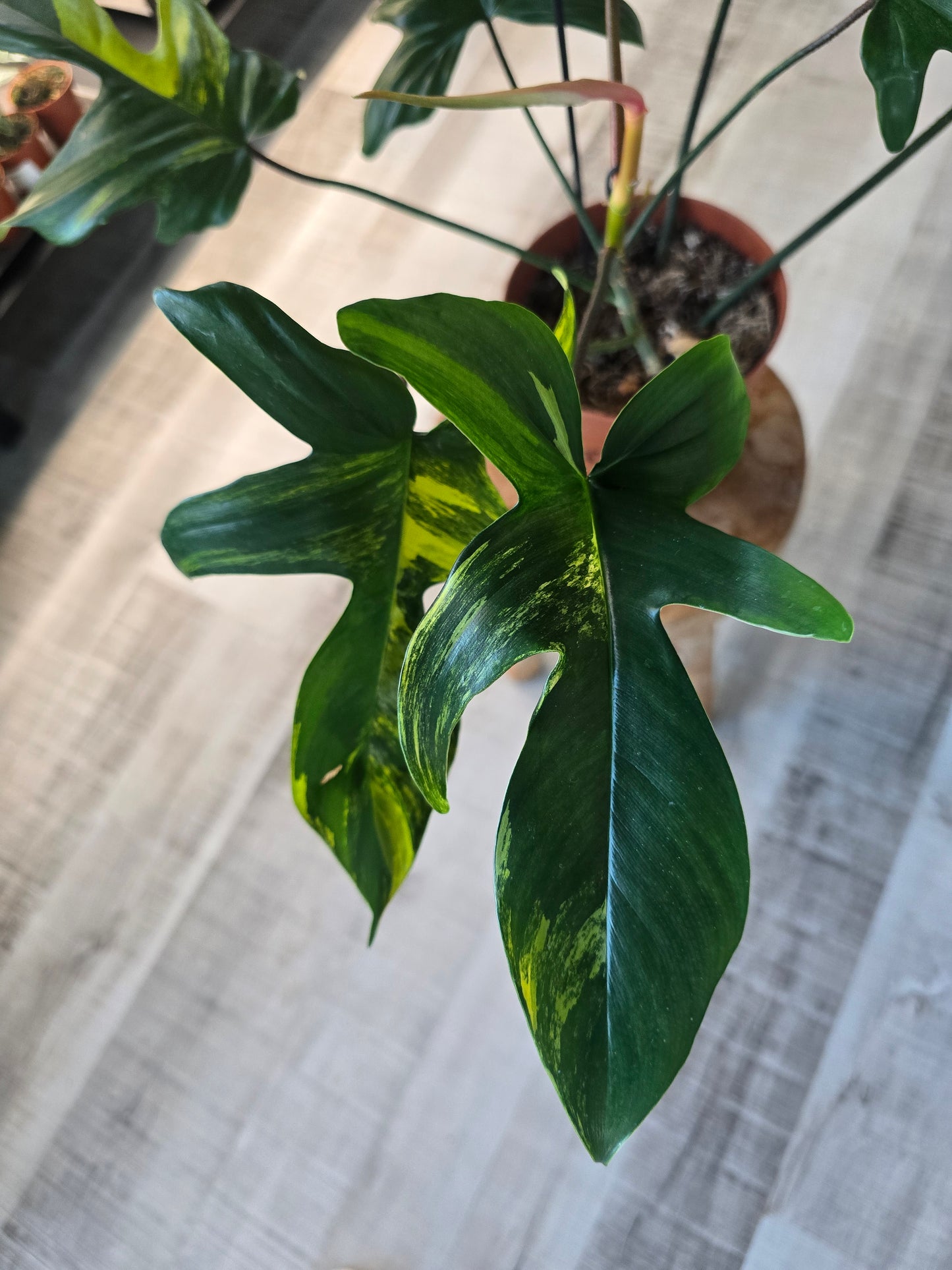 Philodendron Florida Beauty (10)