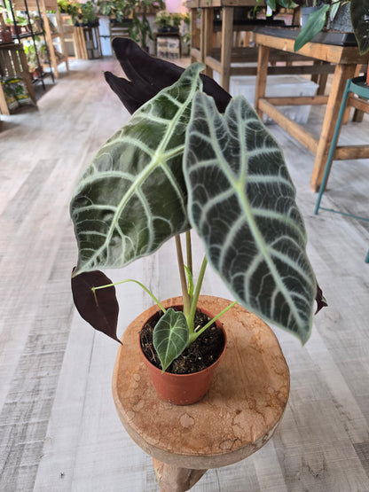 Alocasia Watsoniana 'Lightning'