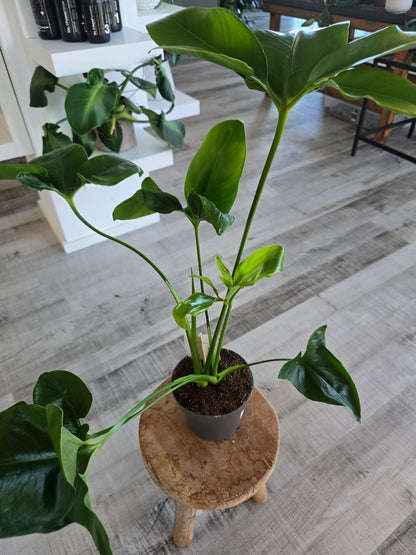 Philodendron ‘Fun Bun’