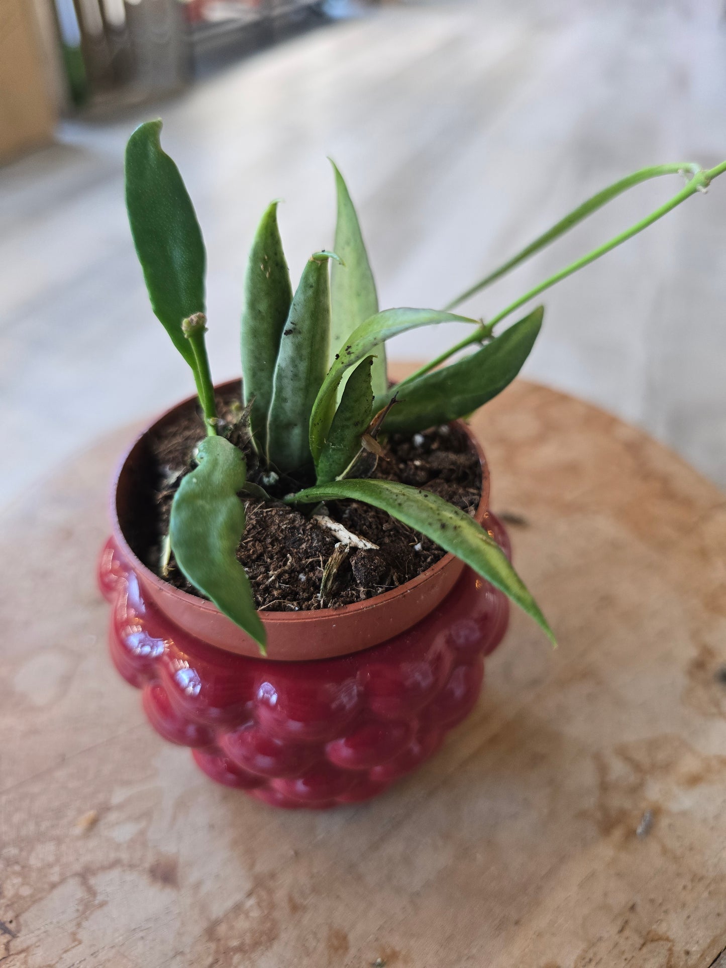 Hoya Tsangii variegata