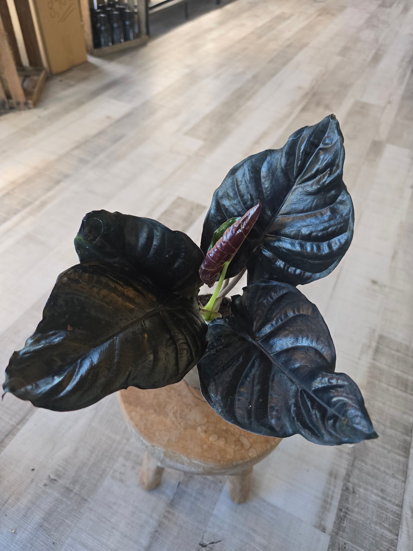 Alocasia infernalis 'Black Magic'