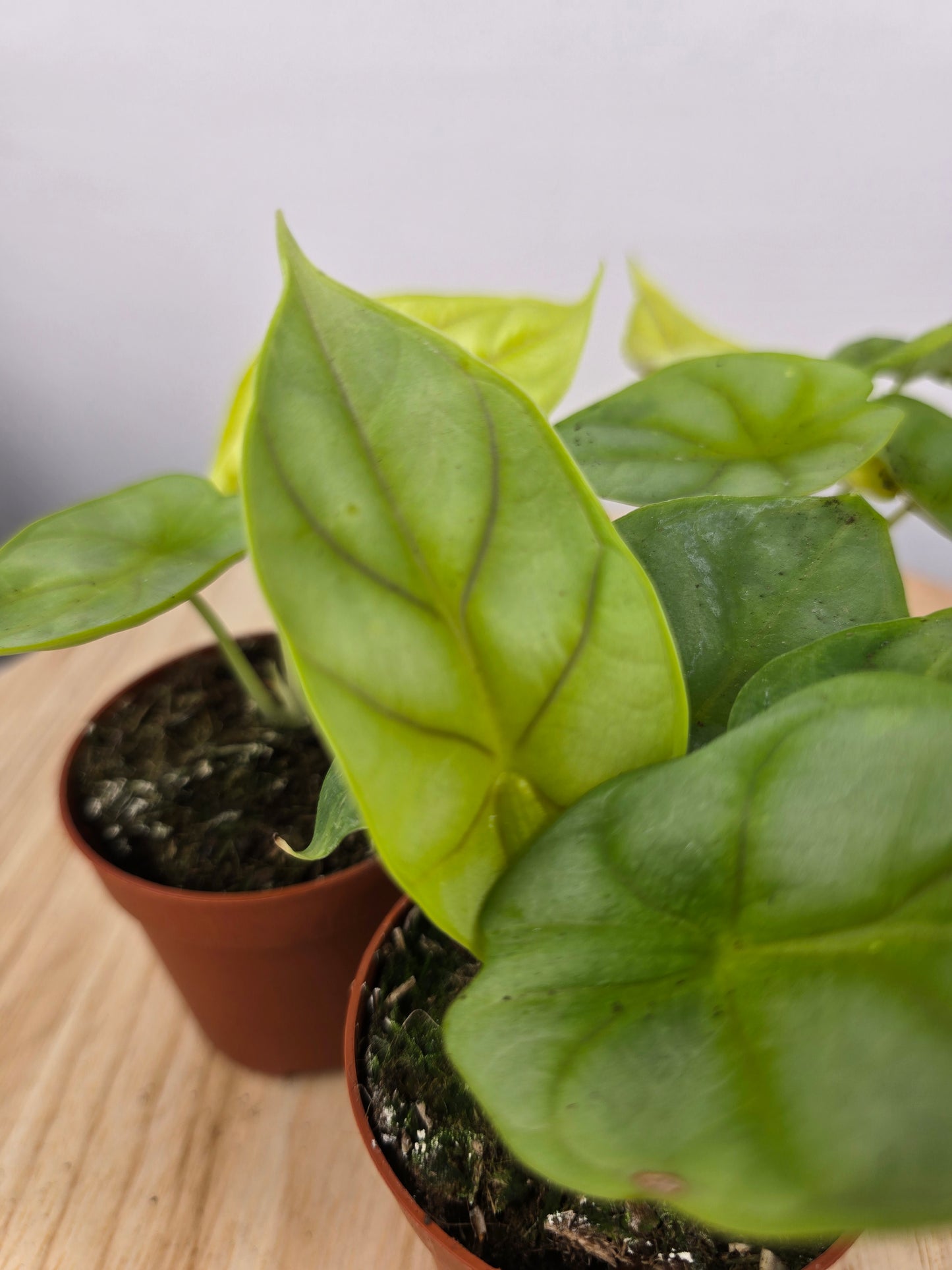 Alocasia 'Dragon gold'