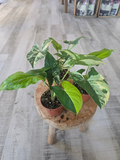 Syngonium Aurea