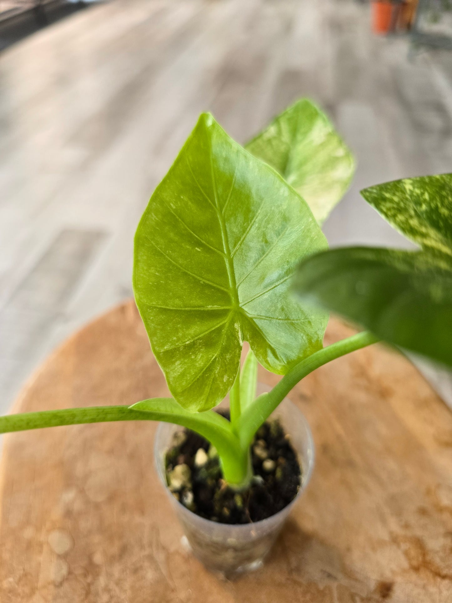 Alocasia Gageana albo/mint (JP)