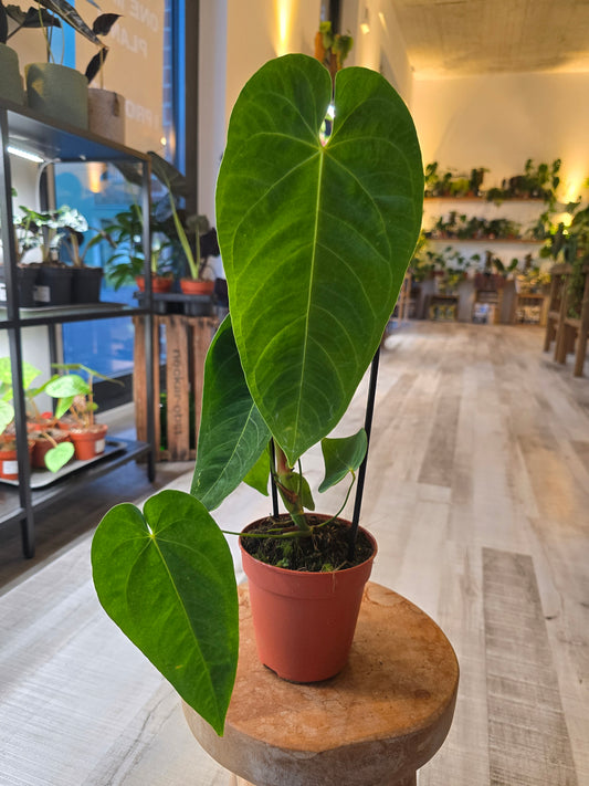 Anthurium queremalense