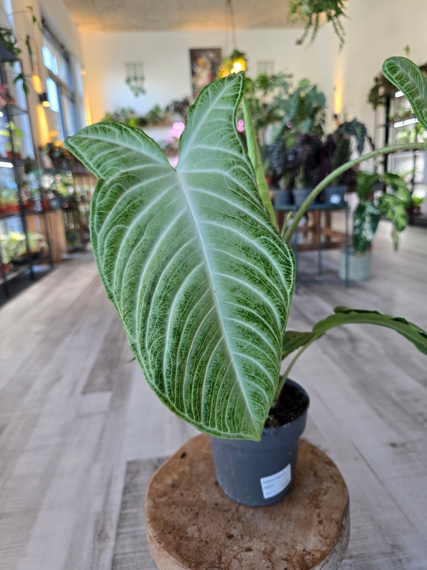 Xanthosoma Lindenii Mint