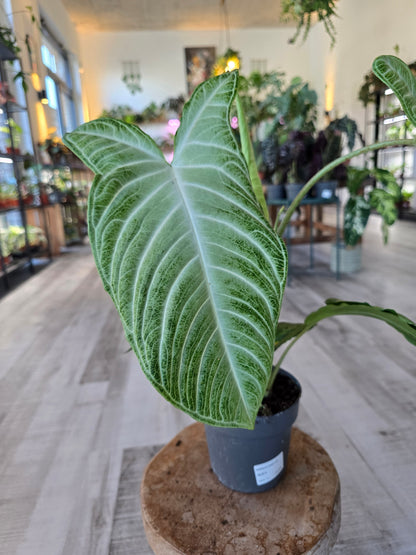 Xanthosoma Lindenii Mint