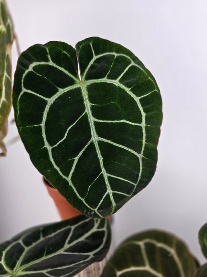 Anthurium Crystallinum