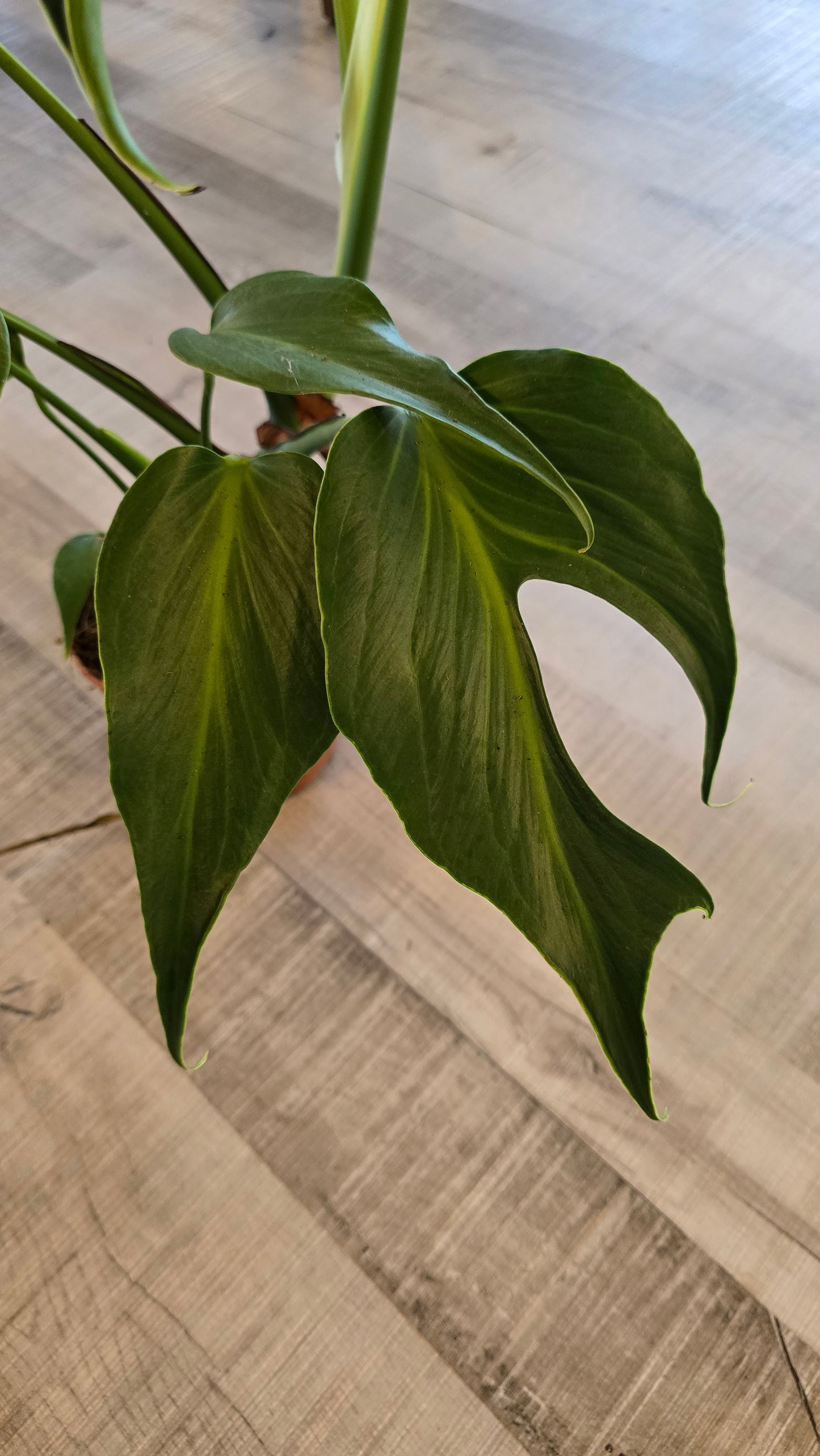 Monstera Burle Marx Flame