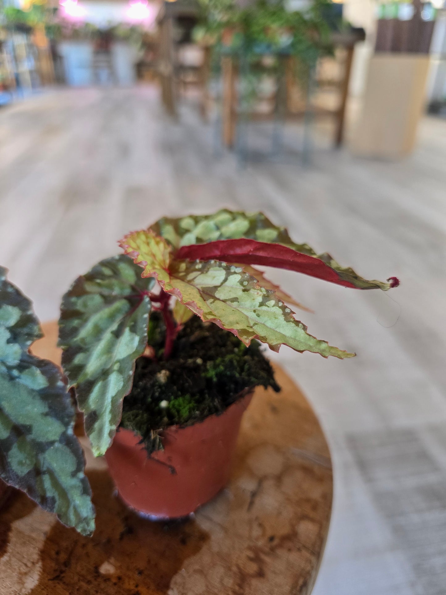 Begonia Lucifer