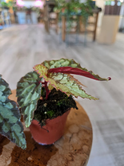 Begonia Lucifer