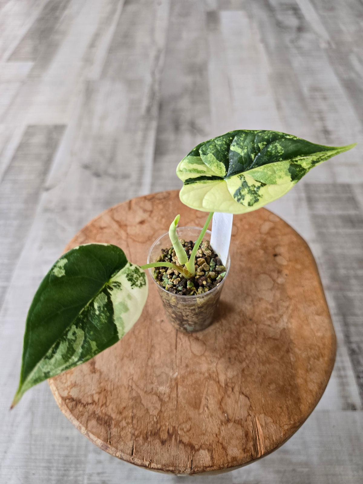 Alocasia Dragon Scale albo (JP)