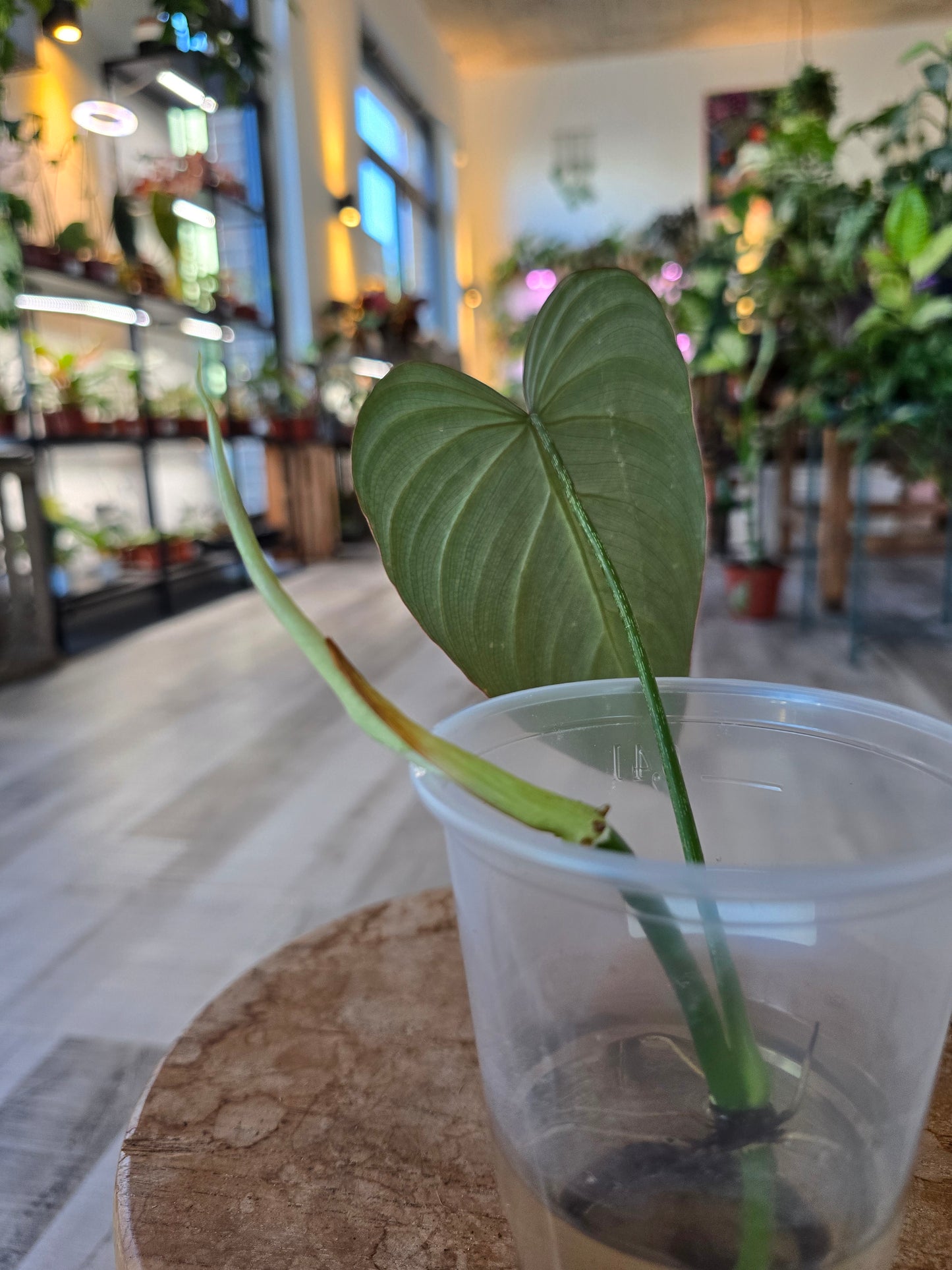 Philodendron Glorious (JP)