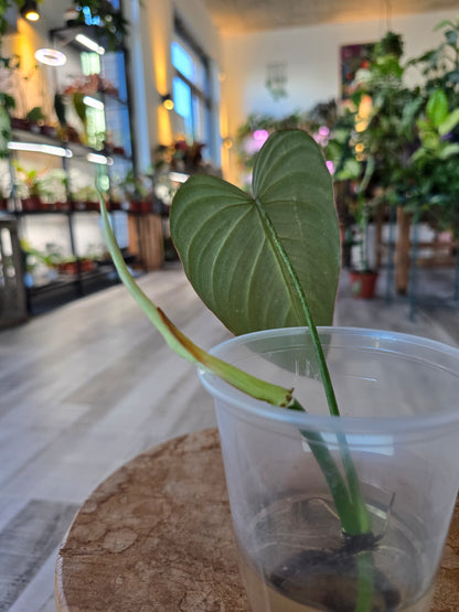 Philodendron Glorious (JP)