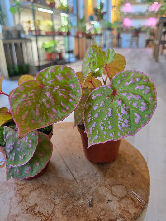 Begonia Muara Wahau