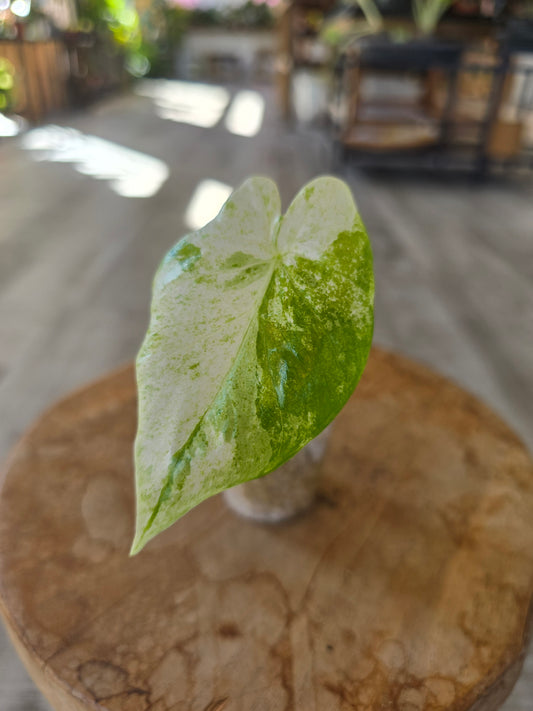 Alocasia Macrorrhiza Splash (JP1)