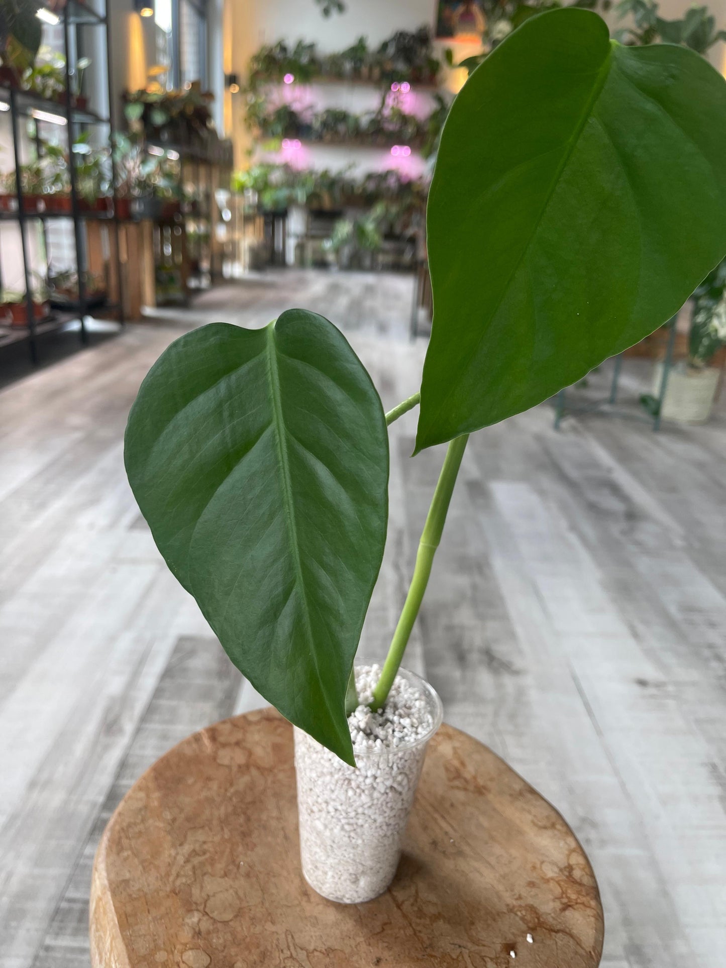 Monstera Sierrana Mexican Form