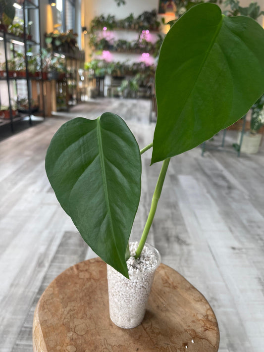 Monstera Sierrana Mexican Form