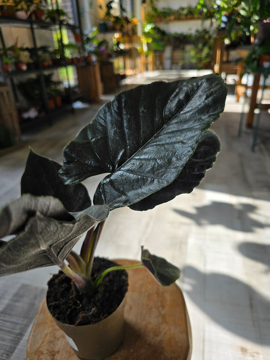Alocasia 'Antoro Velvet'