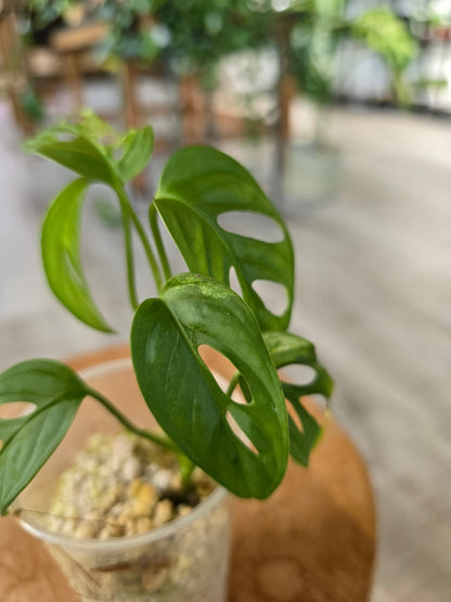 Monstera adansonii variegata (vergrünt) JP