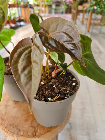 Anthurium King of Spades x Forgetti x Goliath