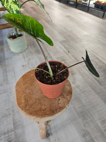 Alocasia Scalprum (SC)