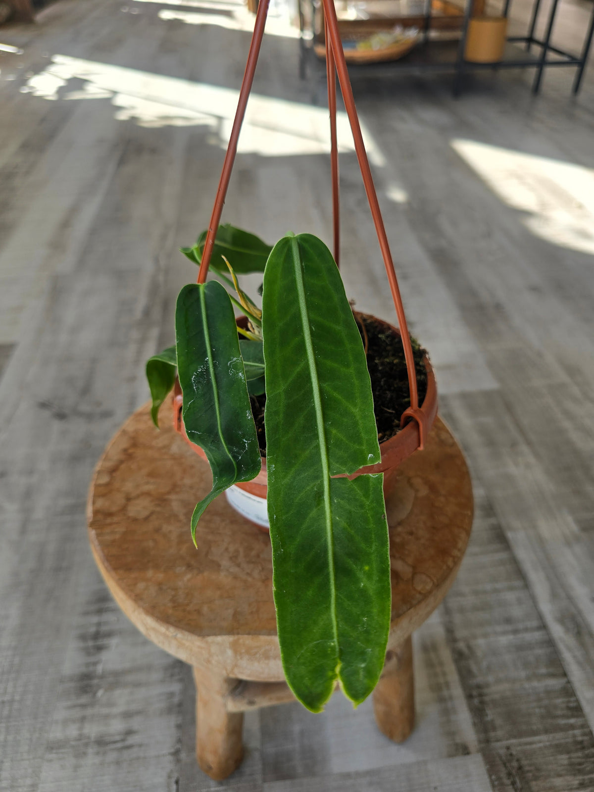 Anthurium pallidiflorum