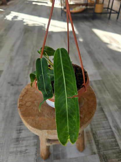 Anthurium pallidiflorum