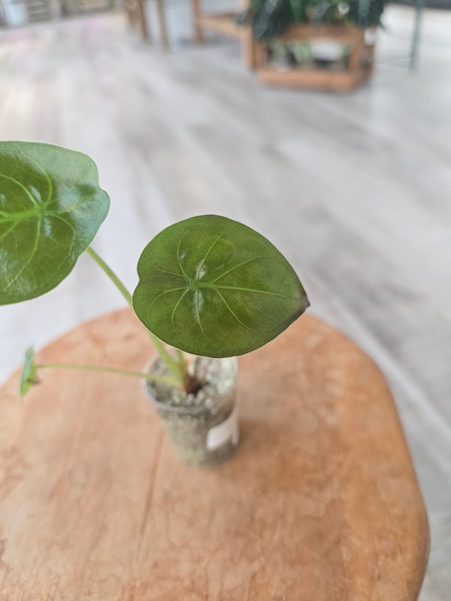 Alocasia Wentii (JP)