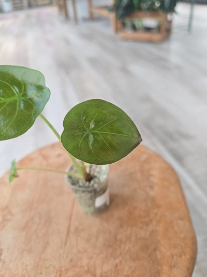 Alocasia Wentii (JP)