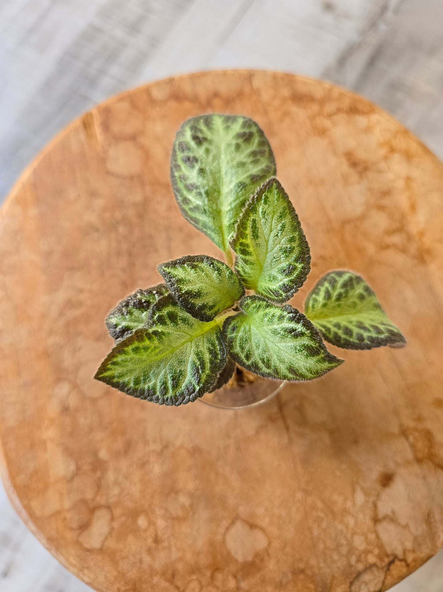Episcia cupreata 'Silver Shield' (JP)