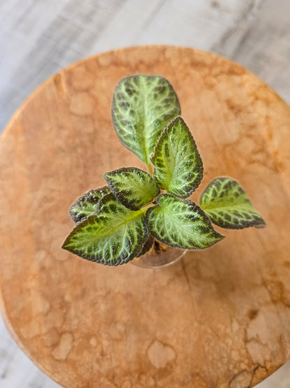 Episcia cupreata 'Silver Shield' (JP)