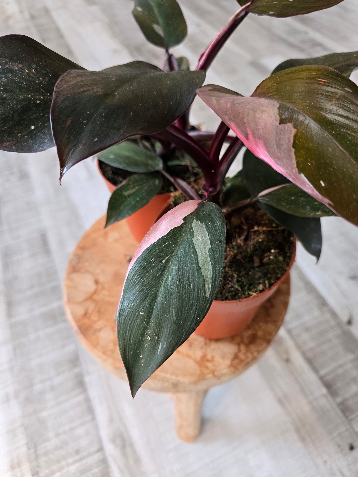 Philodendron Pink Princess
