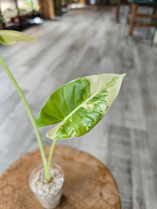 Alocasia Macrorrhiza albo variegata