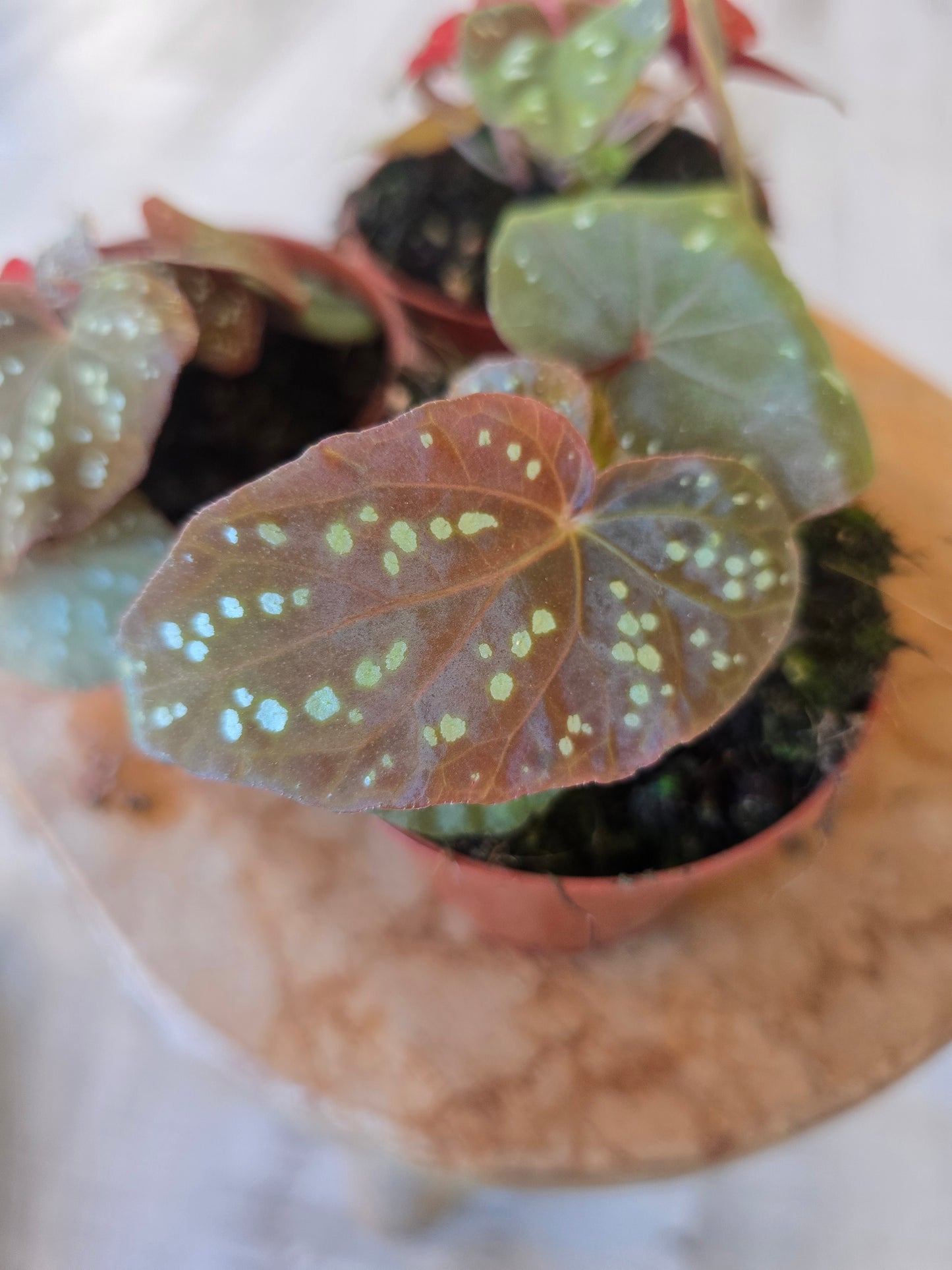 Begonia Pandora