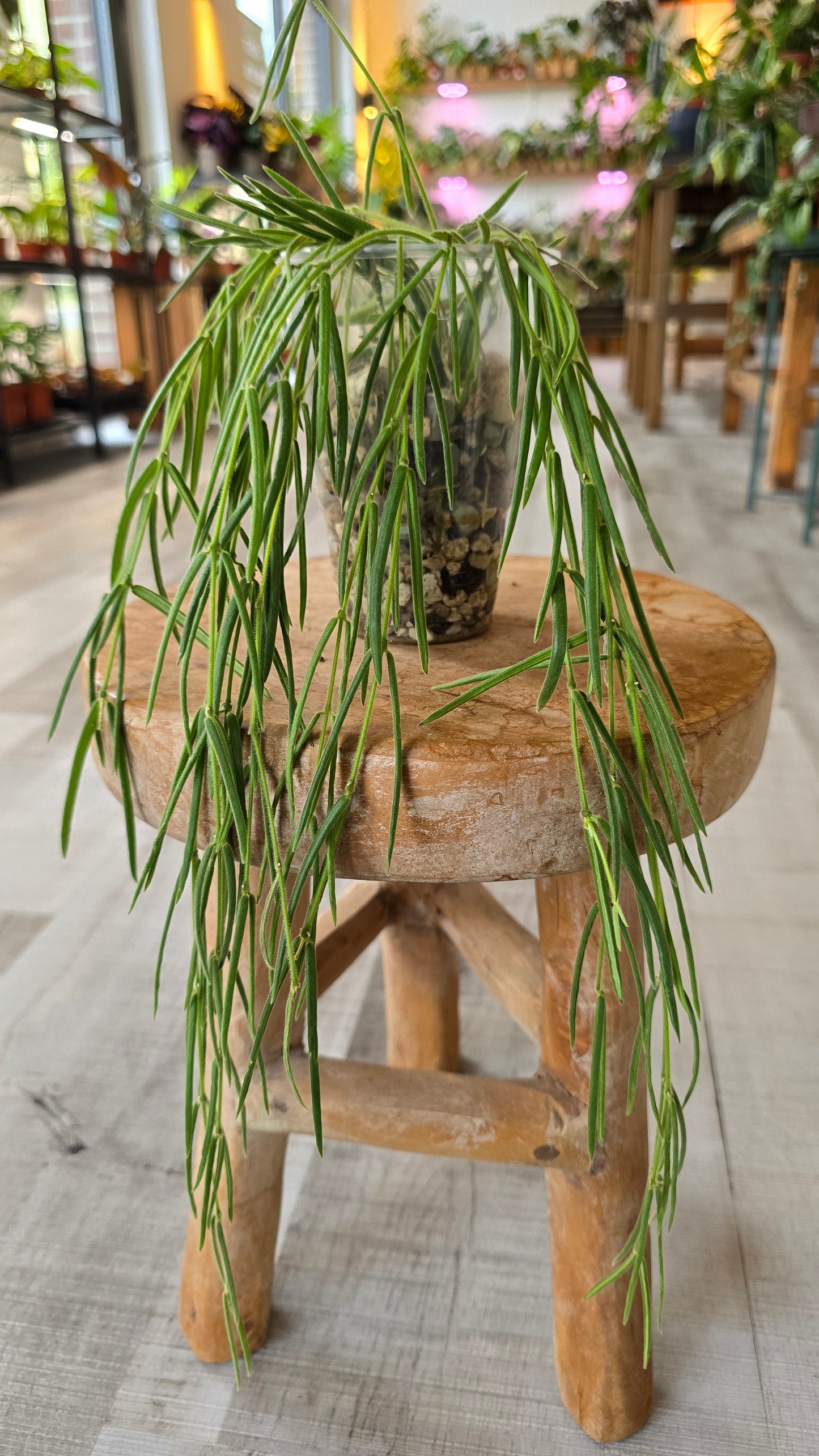 Hoya Linearis (JP)