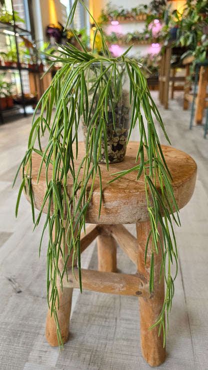 Hoya Linearis (JP)