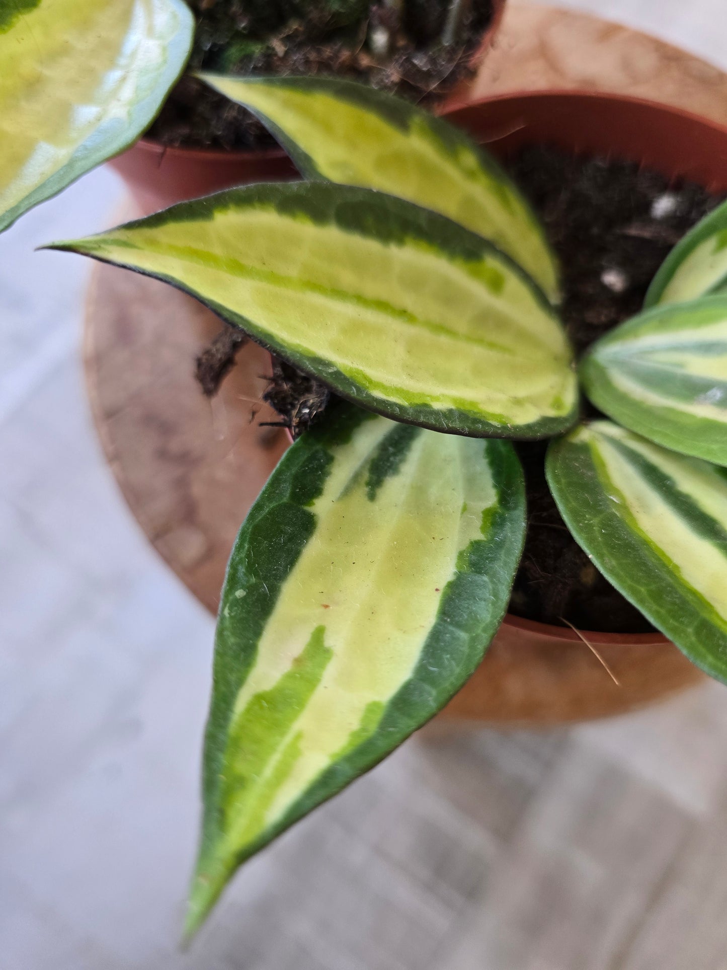 Hoya latifolia 'Pot of Gold'