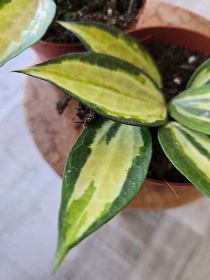 Hoya latifolia 'Pot of Gold'