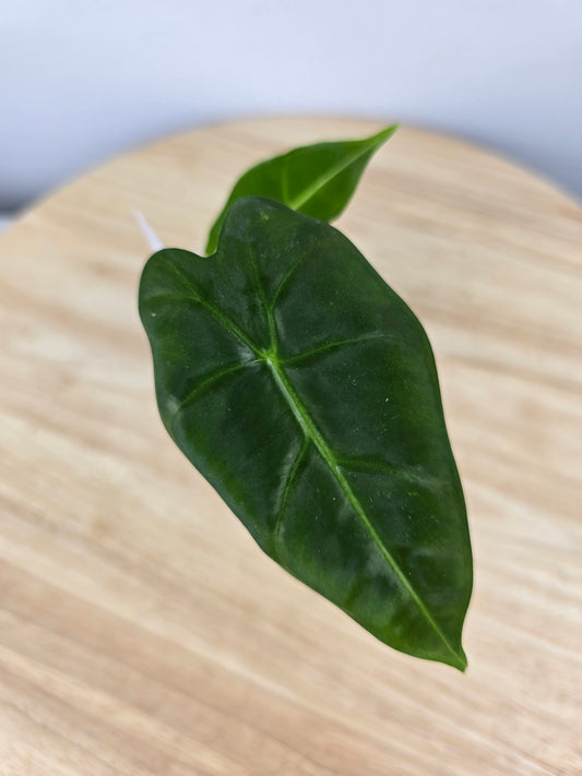 Alocasia Micholitziana Frydek (JP)