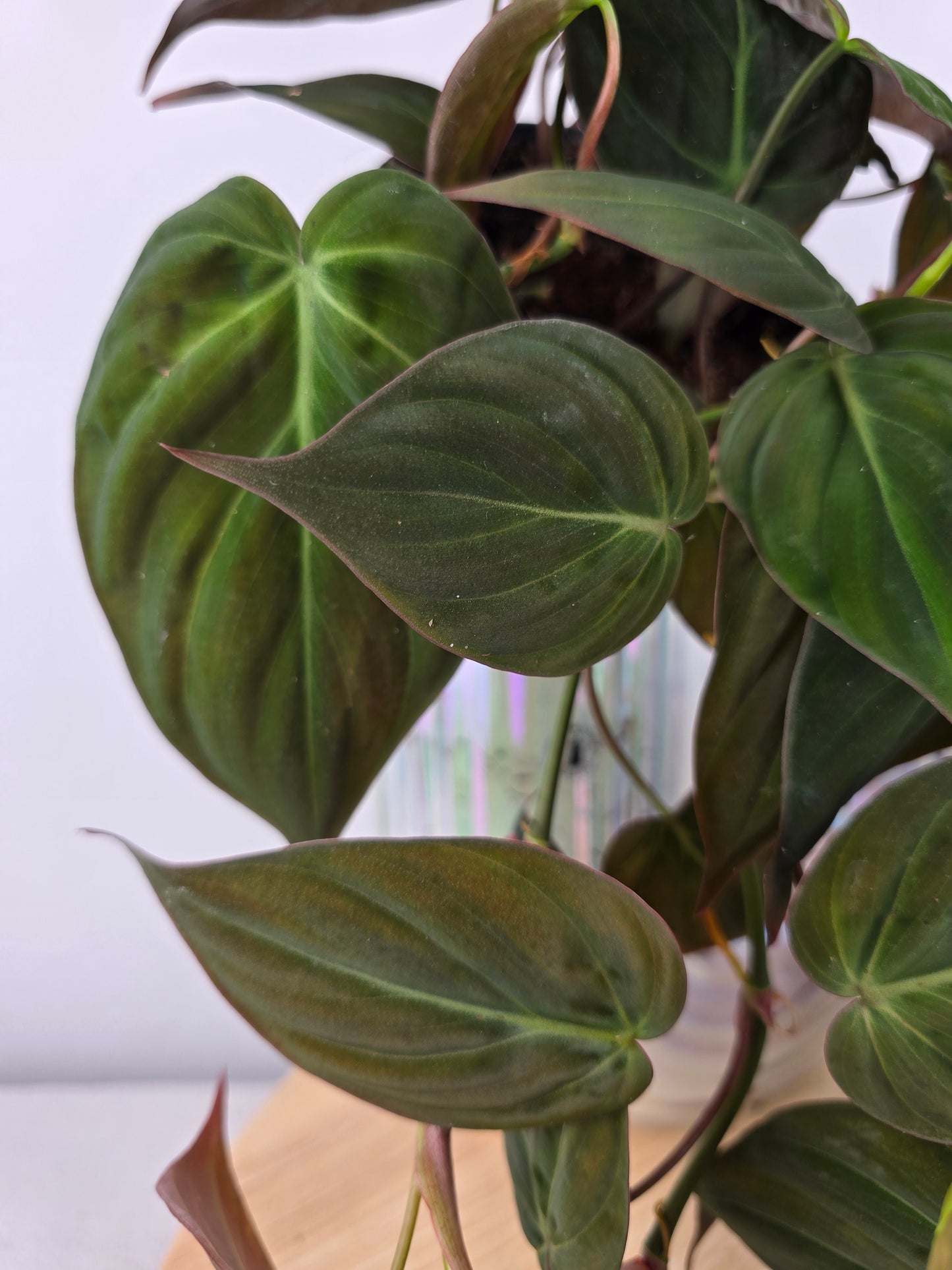 Philodendron scandens micans