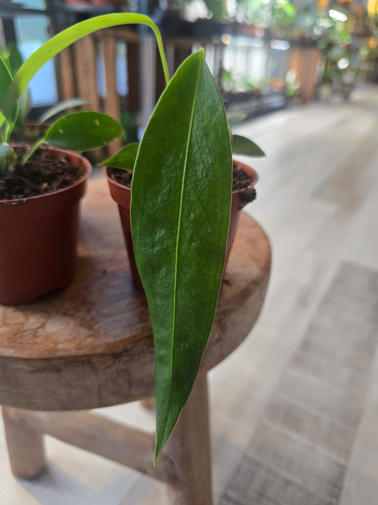 Anthurium wendlingeri