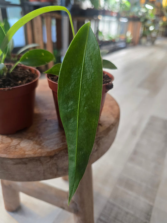 Anthurium Wendlingeri