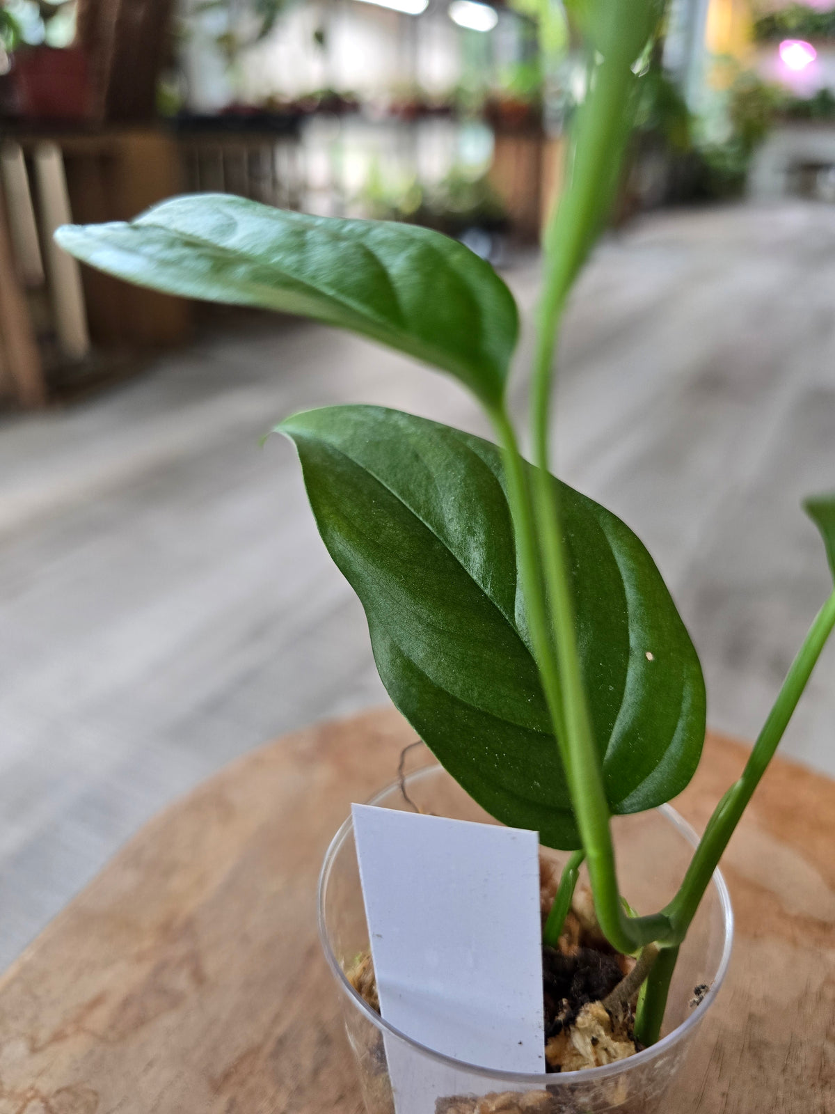 Monstera Obliqua Suriname