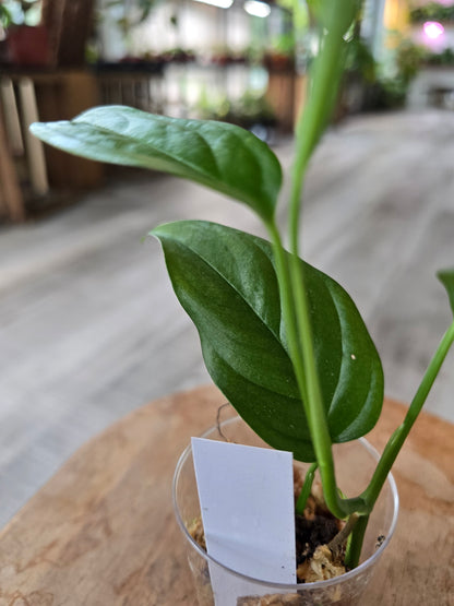 Monstera Obliqua Suriname