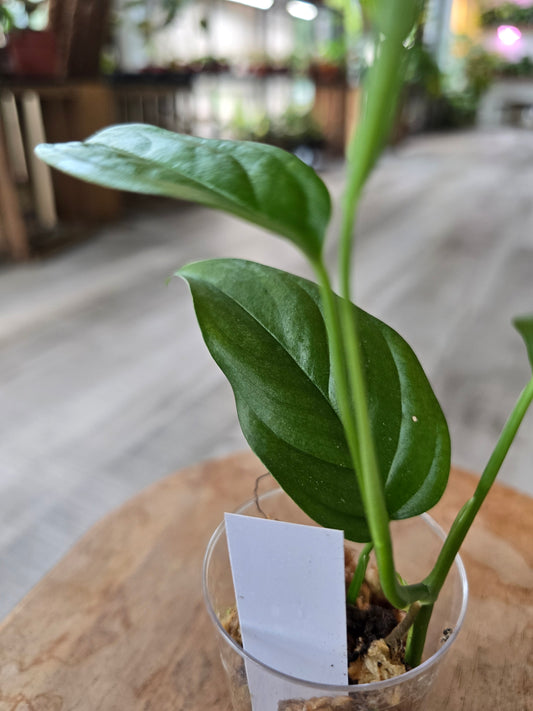 Monstera Obliqua Suriname (LS 18)