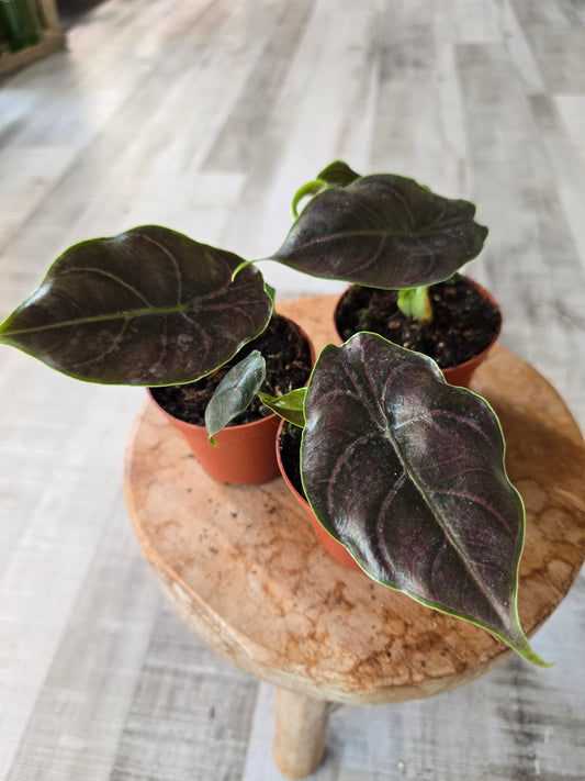 Alocasia Azlanii