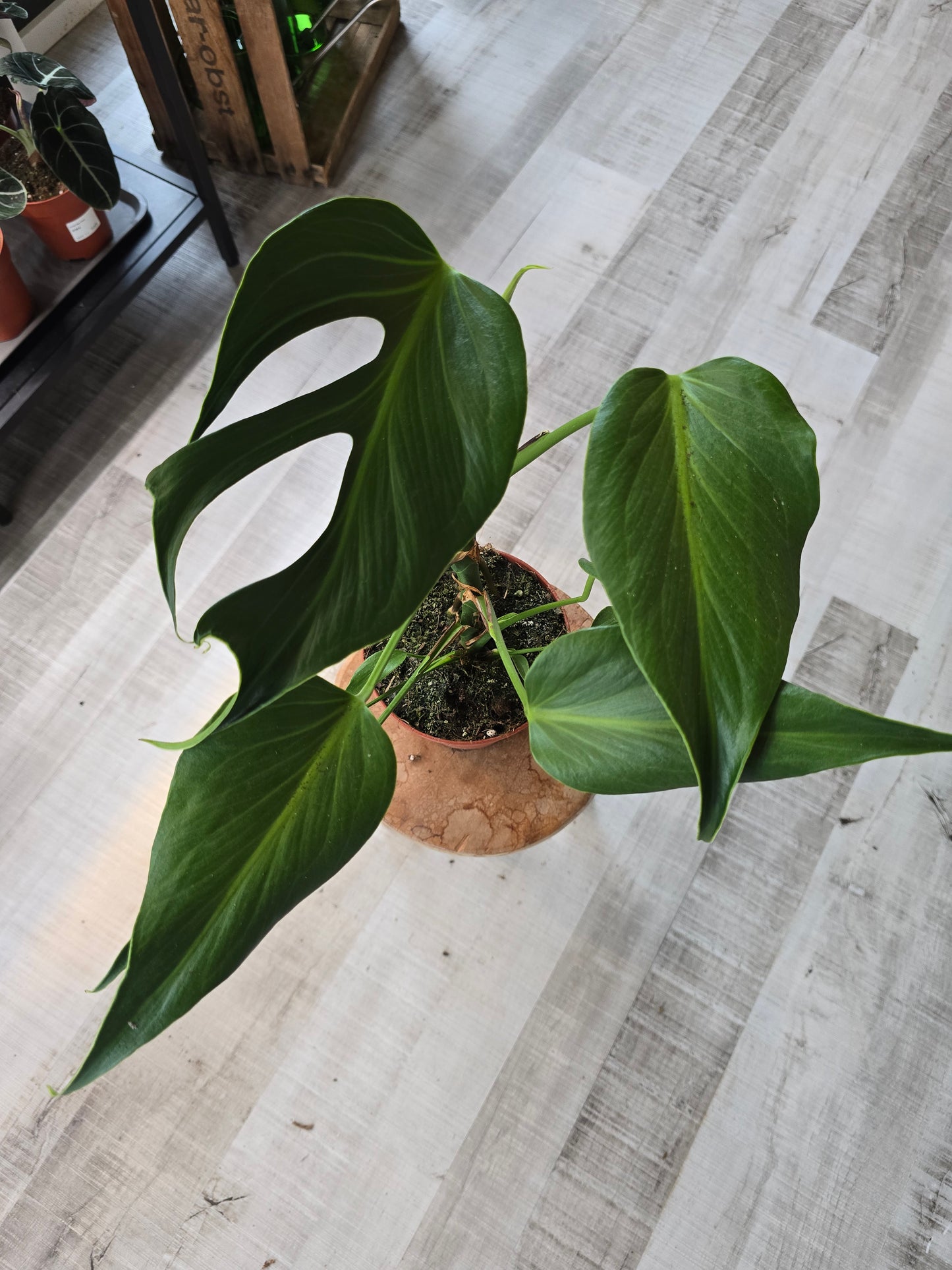 Monstera Burle Marx Flame