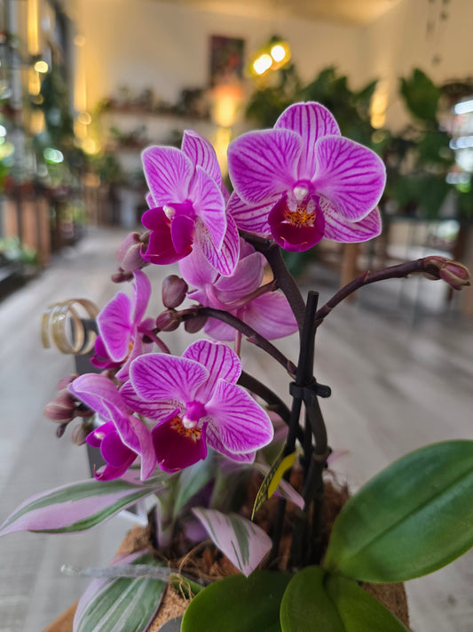 Phalaenopsis Arrangement in Kokodama
