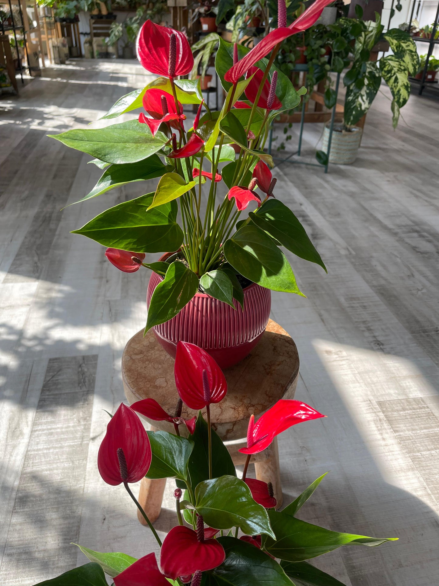 Anthurium Andreanum